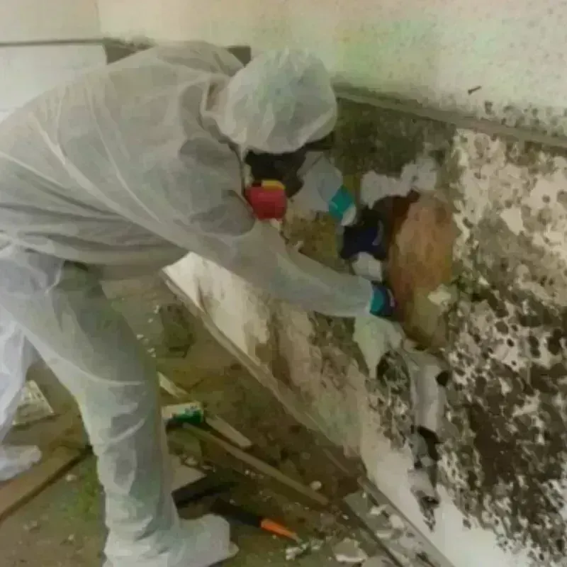 Mold Remediation and Removal in Sedco Hills, CA